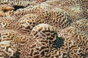 Hard coral macro detail while diving in Indonesia photo