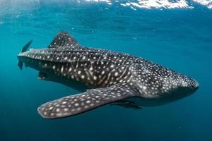 tiburón ballena viniendo hacia ti bajo el agua foto