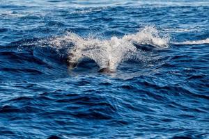 Dolphins while jumping in the deep blue sea photo