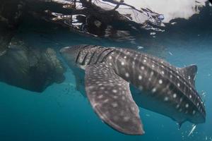 Isolated Whale Shark portrait underwater in Papua photo