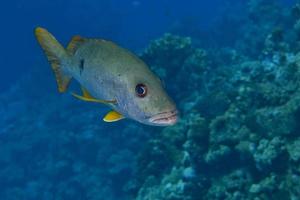An sweet lips fish yellow and grey in the reef background photo