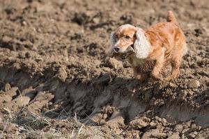 Perro feliz cocker spaniel inglés mientras corre hacia ti foto