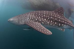 Whale Shark close encounter in west papua cenderawasih bay photo