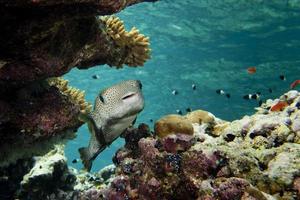 A box  fish in the reef background photo