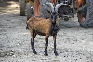 Adult brown and black goat photo