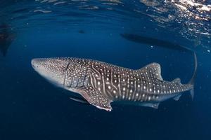 Whale Shark coming to you underwater close up portrait photo