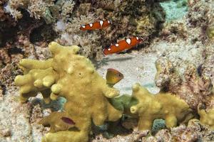 Coris rainbow wrasses fish portrait photo