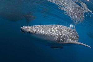 Whale Shark coming to you underwater photo