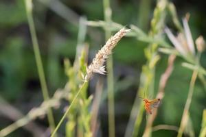 A cricket while flying to a spike photo