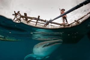 Whale Shark under fisherman platform in Papua photo