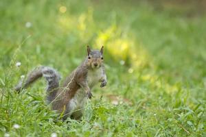 Isolated grey squirrel looking at you photo