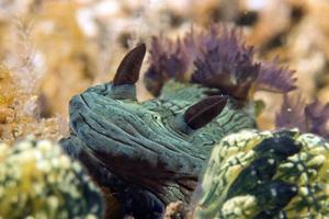 nembrotha cristata Nudibranch photo