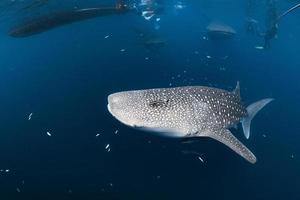 tiburón ballena viniendo hacia ti bajo el agua foto