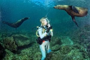 foca león marino viniendo a chica buzo rubia bajo el agua foto