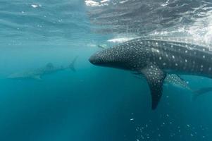 Whale Shark portrait underwater in Papua photo