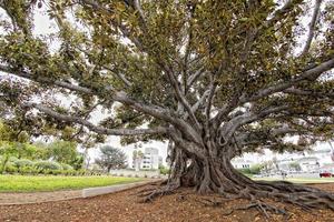 Giant tree near Beverly Hills in Los Angeles photo
