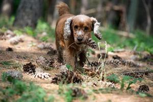 Feliz cachorro corriendo hacia ti en el fondo del bosque foto