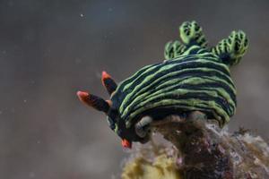 nudibranquio nembrotha cristata foto