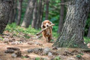 perro cachorro cocker spaniel corriendo en el bosque foto