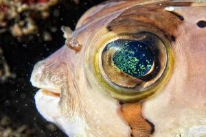 Box puffer Fish portrait in siladen photo