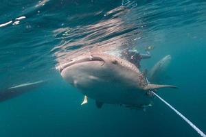 Whale Shark close up underwater portrait photo