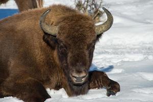 european bison on snow background photo