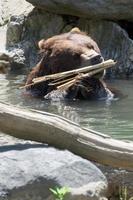 bear brown grizzly playing in the water photo