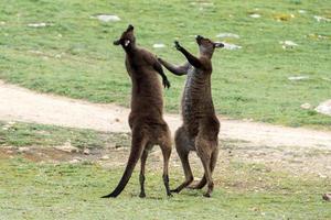 Two Male Kangaroo while fighting photo