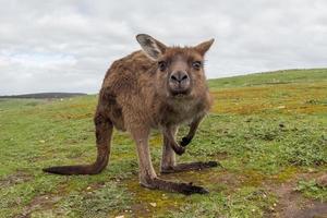 Kangaroo portrait while looking at you photo