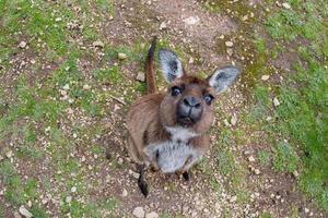 Kangaroo portrait while looking at you photo