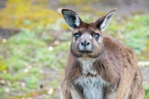 Kangaroo portrait while looking at you photo