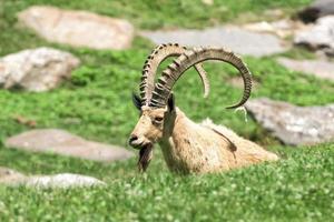 ciervo cabra montés cuerno largo oveja steinbock foto