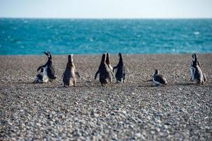 retrato de primer plano de pingüino patagónico foto