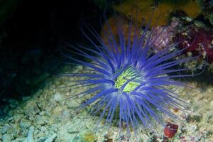 un gusano de mar parece una flor submarina en sipadan, borneo, malasia foto