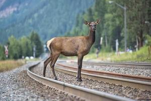 elk deers on train tracks photo