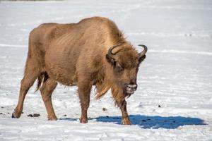 european bison on snow background photo