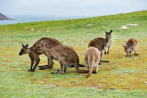 Kangaroos mother father and son portrait close up photo