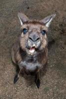 Puzzled kangaroo portrait close up portrait photo