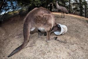 kangaroo head inside plastic box photo