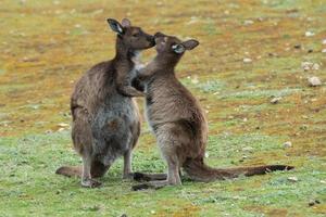 Mother Kangaroo while kissing its baby photo