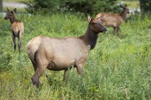 elk deers family photo