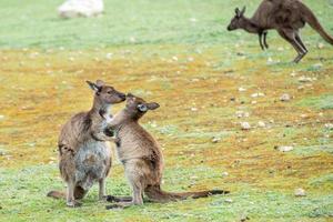 Kangaroo mother while kissing newborn son photo
