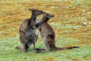 Kangaroos mother while kissing its and son portrait photo