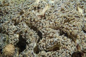 macro detalle de coral duro mientras se bucea en indonesia