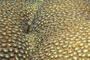 Hard coral macro detail while diving in Indonesia photo