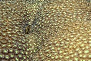 Hard coral macro detail while diving in Indonesia photo