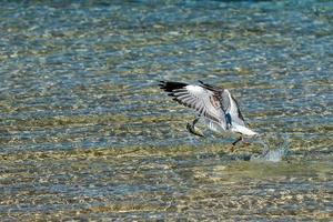 Seagull catching fish on crystal water photo