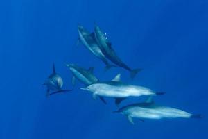 Dolphins while swimming underwater photo