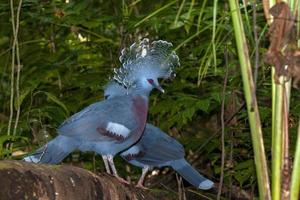 Blue crowned pigeon bird in indonesia photo