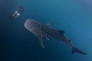 Whale Shark underwater approaching a scuba diver in the deep blue sea similar to attack but inoffensive photo